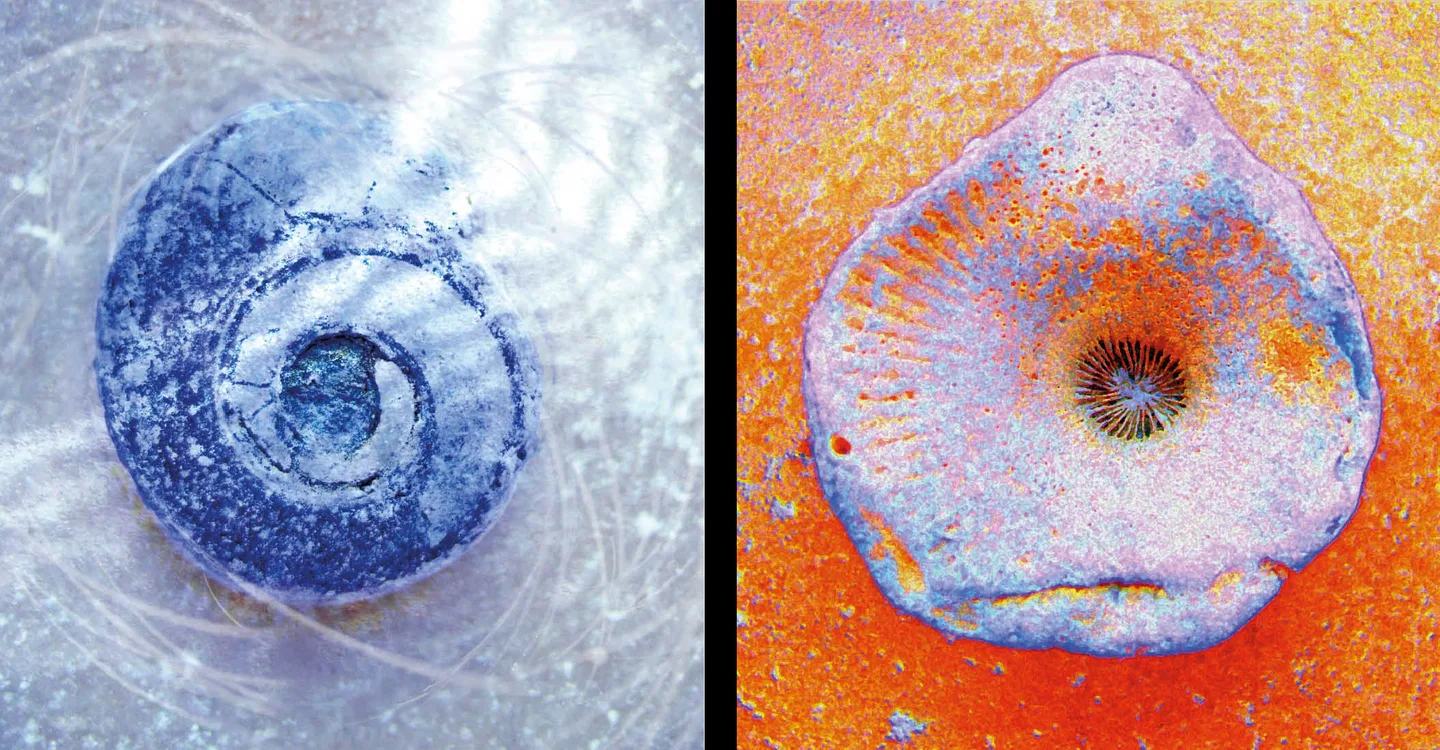 Två grafiska blad med inspiration från gotländska fossil.